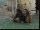 ct1-zoo-07.jpg